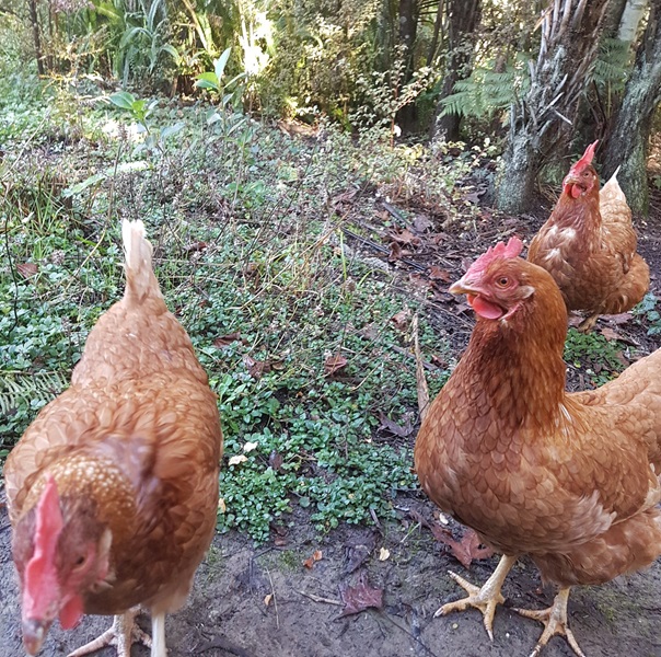 12-year-old Olivia's beautiful rescue hens, Emily, Lucy, and Evie.